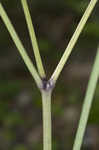 White baneberry <BR>Doll's eyes